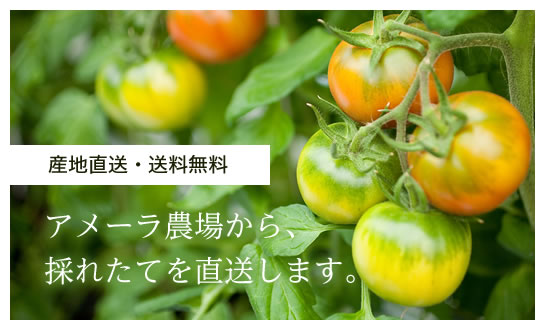 産地直送・送料無料。アメーラ農場から、採れたてを直送します。